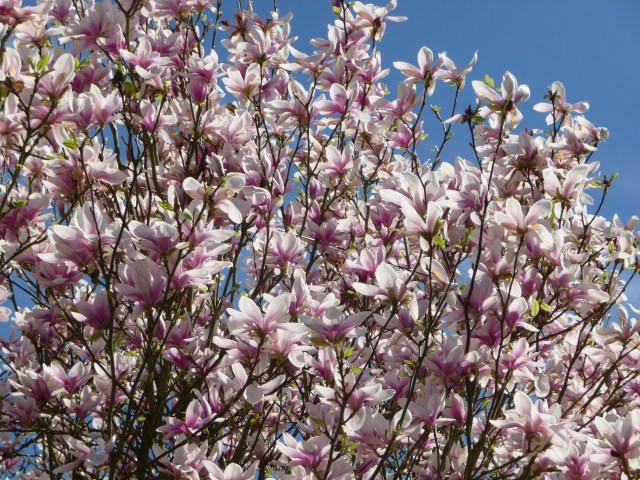 Magnolia tree in full bloom