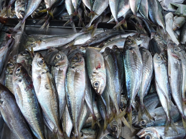 sardines