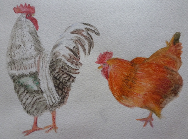 chickens